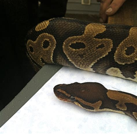 Image result for Star Gazing Ball Python