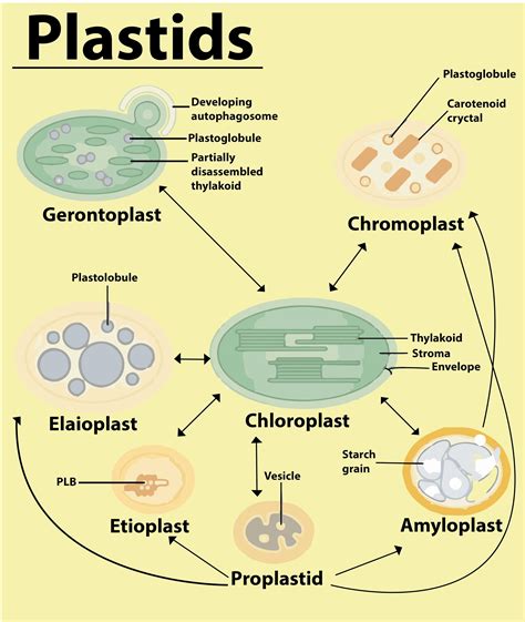 Discovered By Plastids