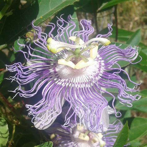 Passion Flower Infusion Insomnia Nervous Tension Maypops Passion Fruit ...