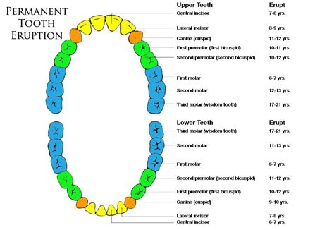 Image result for Tooth Growth Chart