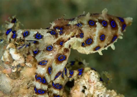 Image result for Blue-Ringed Octopus Behavior
