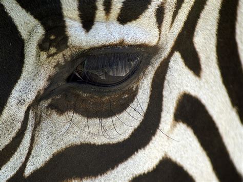 Zebras No Mapa De Africa Zebra Habitat About Zebras Online Biology