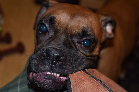 Second Chance Boxer Rescue | Flickr