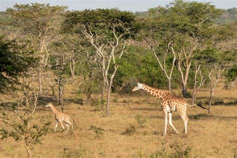 Pressure on wildlife in Uganda