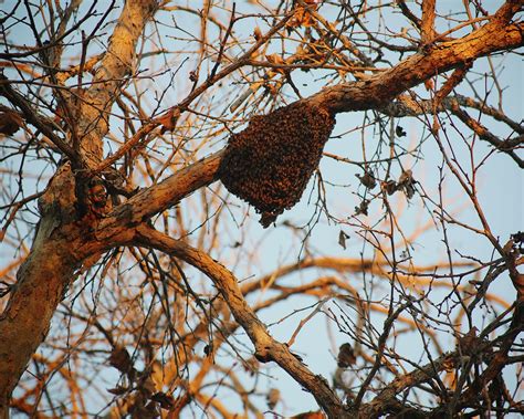 Brooding Pen 的图像结果