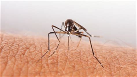 Public warning for Dengue, Malaria risks as northeast monsoon sets in