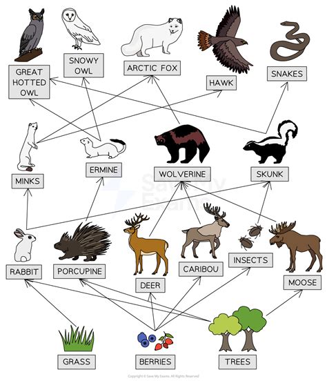 Taiga | Edexcel GCSE Geography B Revision Notes 2016