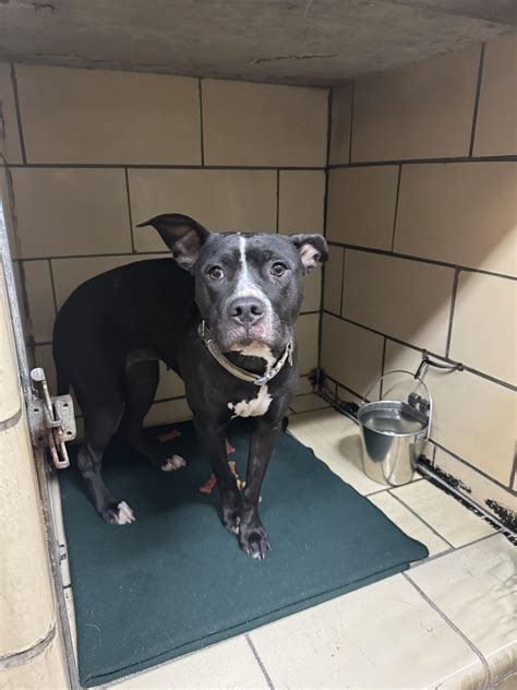 Pets – Shenango Valley Animal Shelter