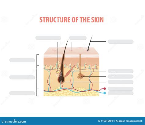Skin Diagram Blank
