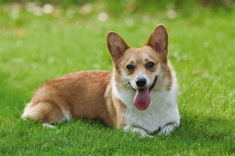 Are Pembroke Welsh Corgis Good Family Dogs at Maddison Westacott blog