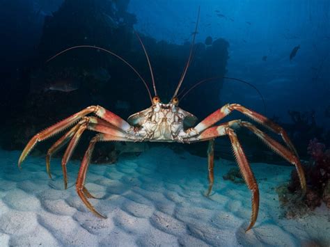 longest 的图像结果