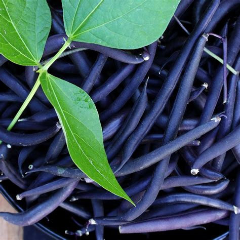 Purple Green Beans - Seeds - Non Gmo - Heirloom Seeds – Bean Seeds - G ...