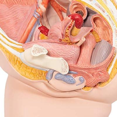 3B Scientific H10 Female Pelvis 2 part - 3B Smart India | Ubuy