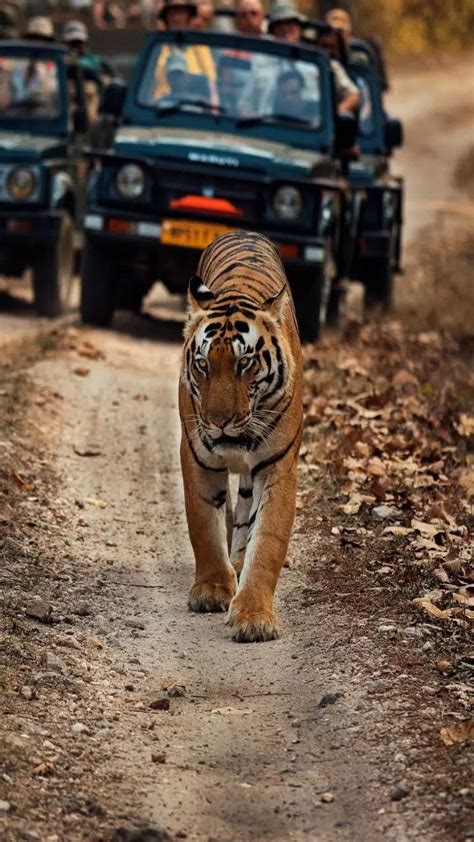 Big Cats and bigger surprises: Tracking tigers, leopards and panthers ...