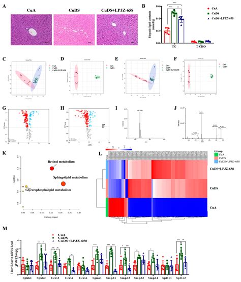 Exploring the Regulatory Effect of LPJZ-658 on Copper Deficiency ...