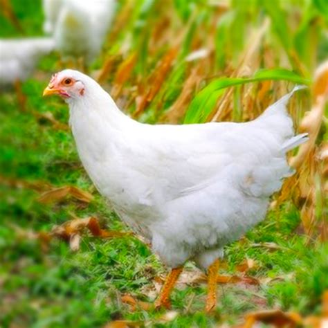 White Plymouth Rock Chicken
