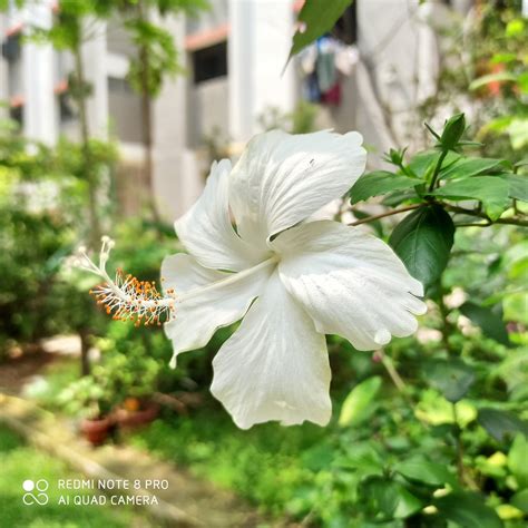 Redmi Note 8 Pro 的图像结果