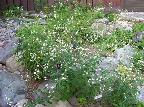 What Plant Has Tiny White Flowers at Noah Brenda blog