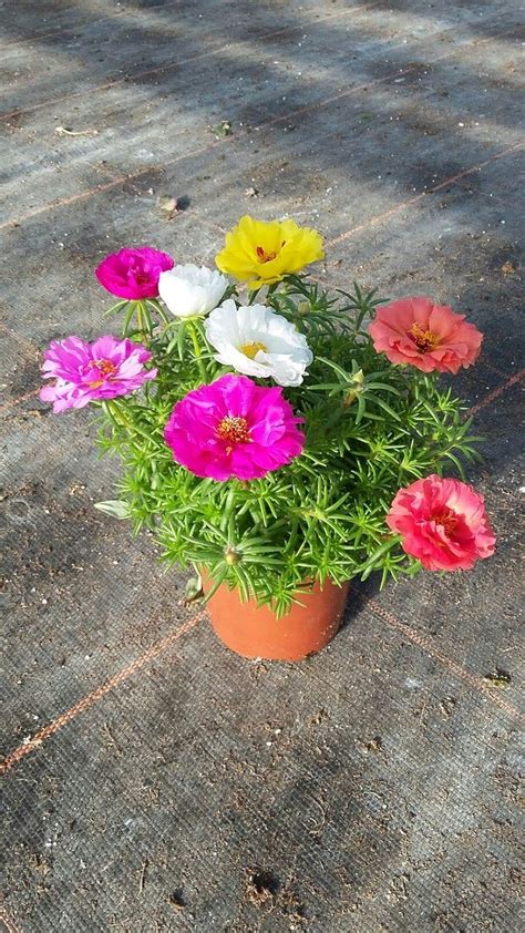 Floroo Portulaca Grandiflora/Purslane Live Plant (4 colours) with pot ...