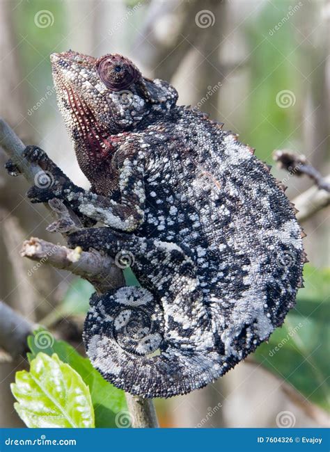 Camouflage Chameleon stock photo. Image of camouflage - 7604326