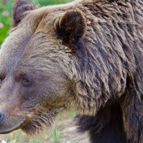 Stampede Trail AK: A Guide to Hiking Alaska's Famous Trail - TooLacks