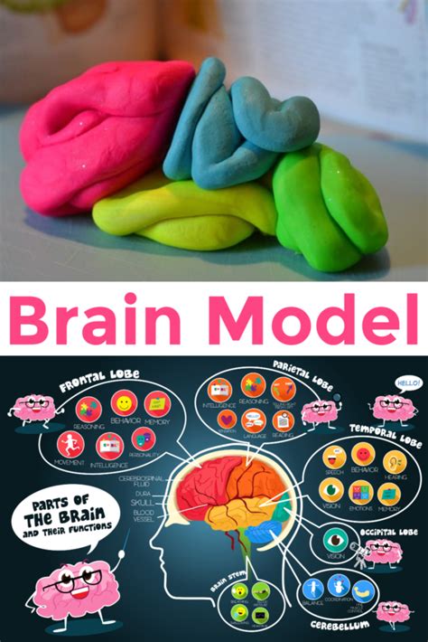 DIY Brain Model Projects 的图像结果