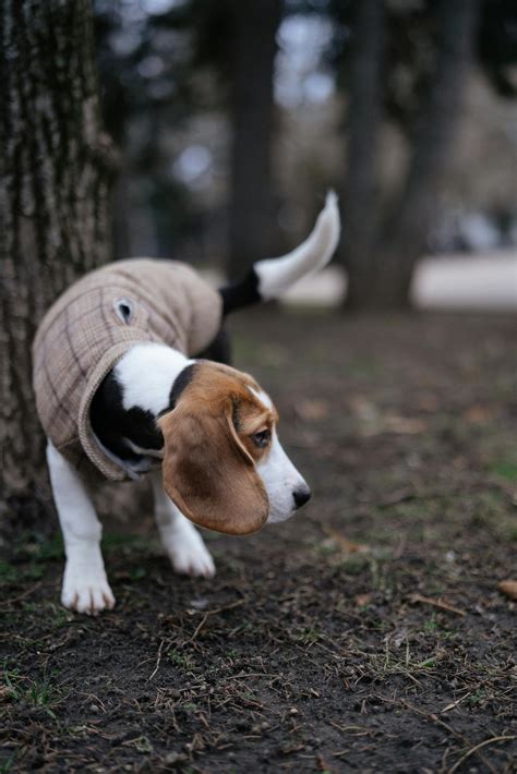 Running Dog 的图像结果