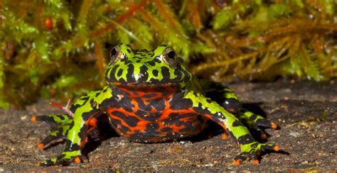 Fire-Belly Toad | Zoo Med Laboratories, Inc.