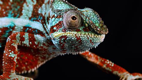 Where Do Chameleons Live