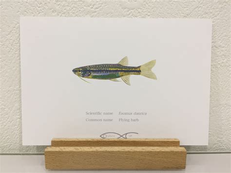 Esomus danrica ( Flying barb) Drawing Postcard | Osakanacraft