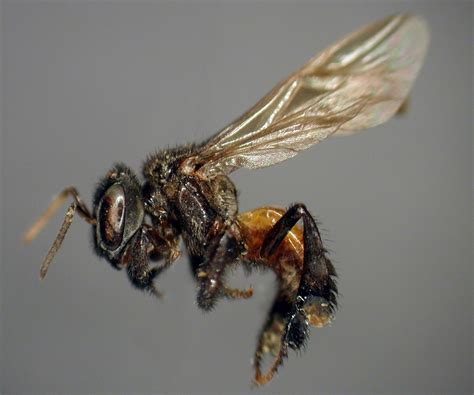 Meat-Eating “Vulture Bees” Sport Acidic Guts and an Extra Tooth for ...