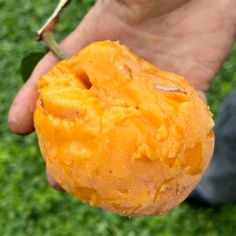 Nam-Chuo-Um-Bo-Luo Live Plant (Artocarpus nanchuanensis) – veliyathgardens