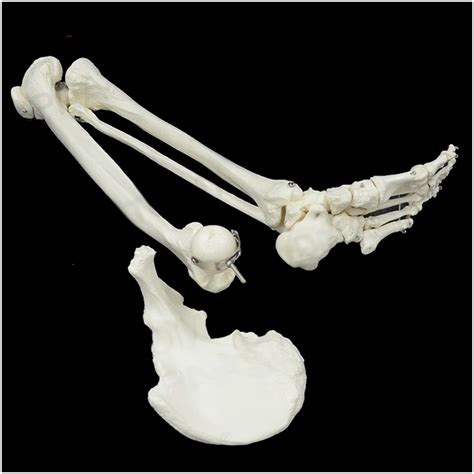 Buy LATIZI Foot Skeleton Model - Medical Anatomical Lower Limb Skeleton ...