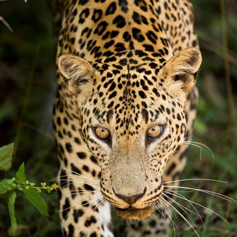 16-Day Sri Lanka Wildlife Tour - Best Sri Lanka Safari - Natural Selections Tours