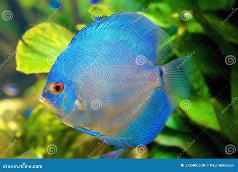 Image result for Blue Discus Fish