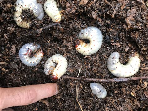 Pretty sure these are stag beetle larvae in my compost. I’ve just ...