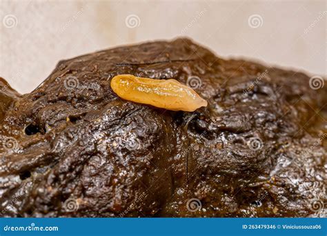 Tapeworm Killing Temperature at Micheal Weston blog