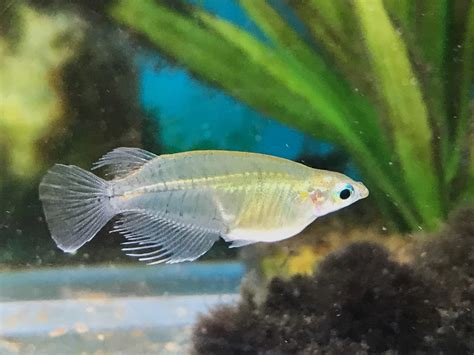 Java Rice Fish 的图像结果