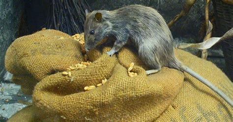 Trust the gut: Rat bellies hold answers to their survival in human habitats