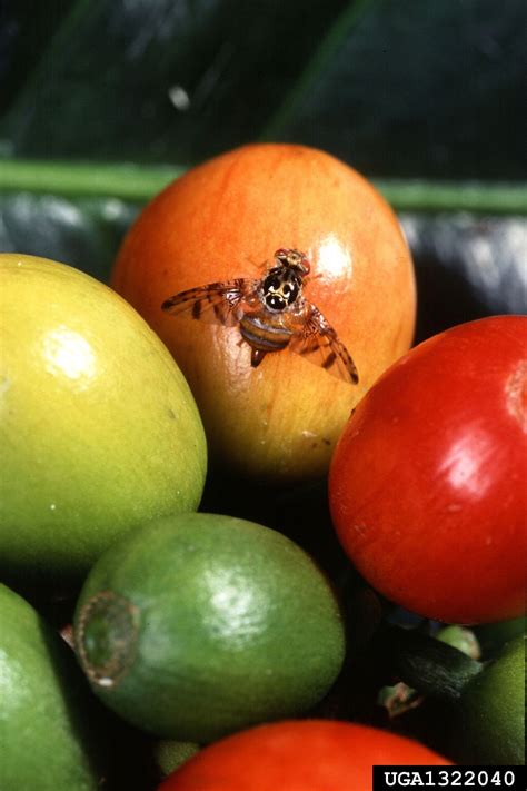 Mediterranean fruit fly, Medfly (Ceratitis capitata)