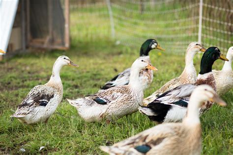 Silver Appleyard Duck