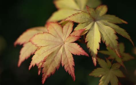 Download wallpaper 1920x1200 japanese maple, leaves, macro widescreen ...