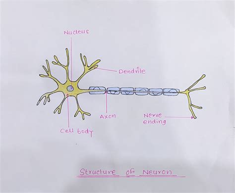 Labelled diagram of Structure of Neuron
