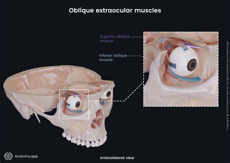 Inferior oblique | Anatomy.app
