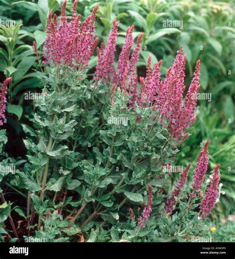 Purple sage plant hi-res stock photography and images - Alamy