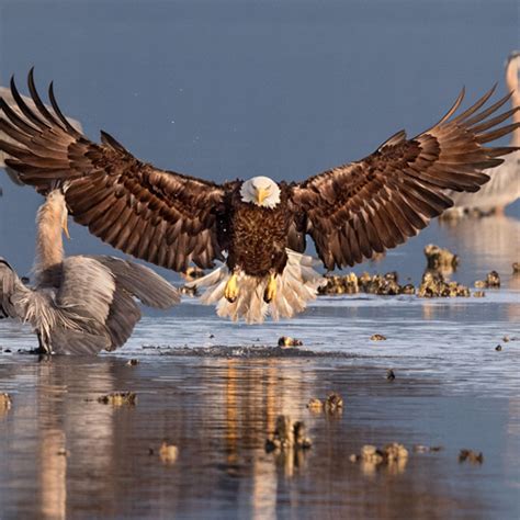 鸟类摄影这样拍才霸气 2016年度奥杜邦摄影大赛揭晓_颇可,国外摄影,摄影奖,鸟,生态,野生动物
