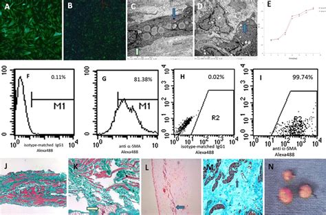Microscope Cell 的图像结果