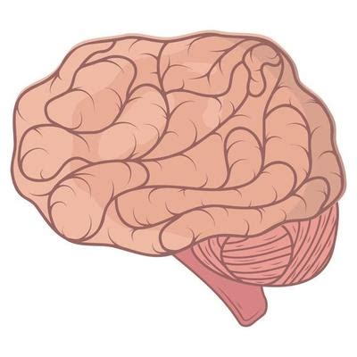 Image result for Prefrontal Cortex Brain Drawing