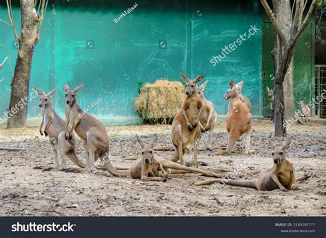 Kangaroos Phylum Spinal Cord Animals Class Stock Photo 2165187777 | Shutterstock
