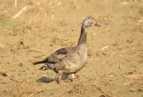 Snow Goose Numbers 的图像结果